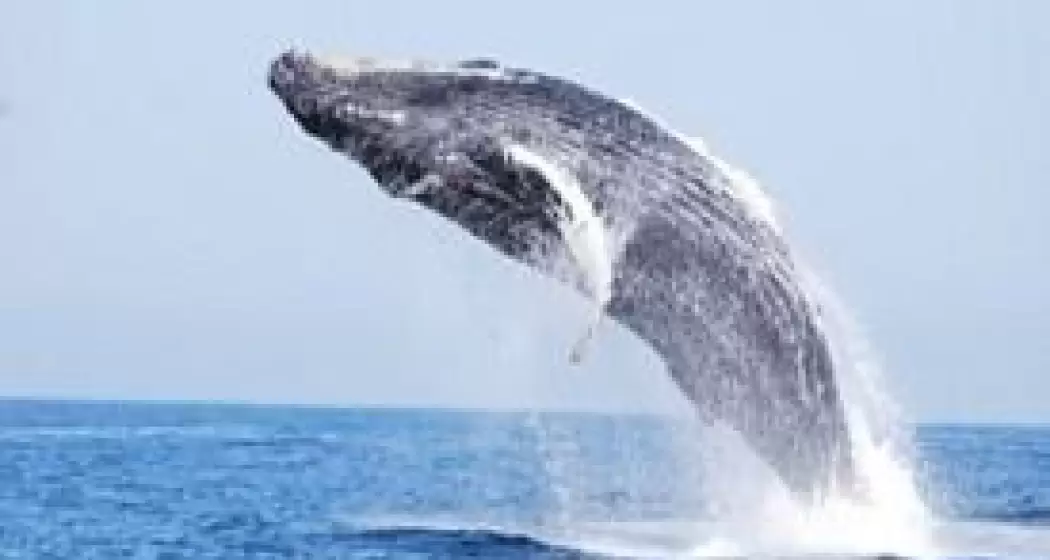 ballenas-jorobadas