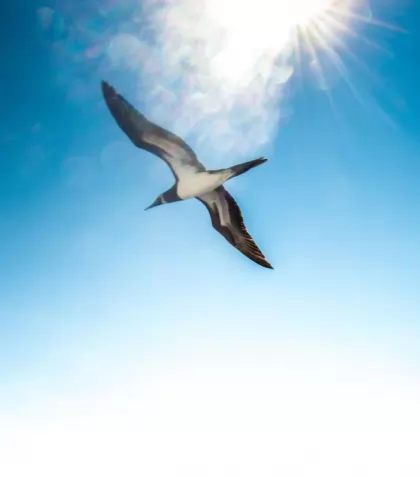 animal-wildlife-sky-sky-bird-blue-mexico-background-flare-bluesky-puerto-vallarta_t20_NoaaPN