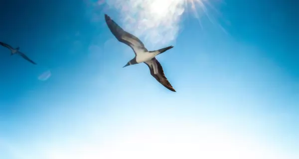 animal-wildlife-sky-sky-bird-blue-mexico-background-flare-bluesky-puerto-vallarta_t20_NoaaPN