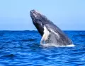 Ballena jorobada saltando en las aguas de Puerto Vallarta
