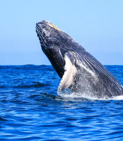 Ballena jorobada saltando en las aguas de Puerto Vallarta