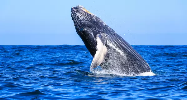Ballena jorobada saltando en las aguas de Puerto Vallarta