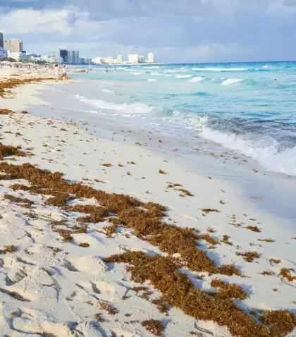 Sargazo en la Riviera Maya