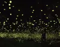 Un espect�culo de luci�rnagas