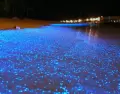 El fen�meno natural de bioluminiscencia hace que la superficie del agua brille con tonos azules cuando se agita.
