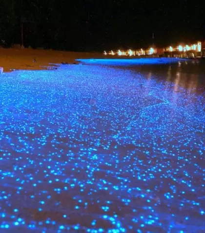 El fen�meno natural de bioluminiscencia hace que la superficie del agua brille con tonos azules cuando se agita.