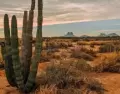 El desierto de Sonora llega hasta la costa y define el car�cter de la regi�n.
