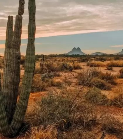 El desierto de Sonora llega hasta la costa y define el car�cter de la regi�n.