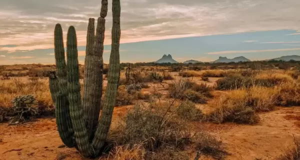 El desierto de Sonora llega hasta la costa y define el car�cter de la regi�n.