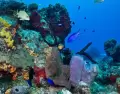 Los arrecifes de Cozumel son famosos por su biodiversidad y claridad del agua.