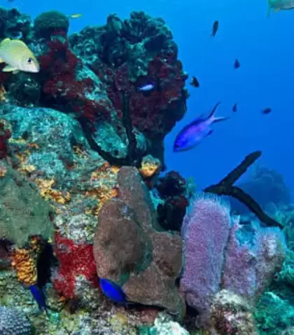 Los arrecifes de Cozumel son famosos por su biodiversidad y claridad del agua.