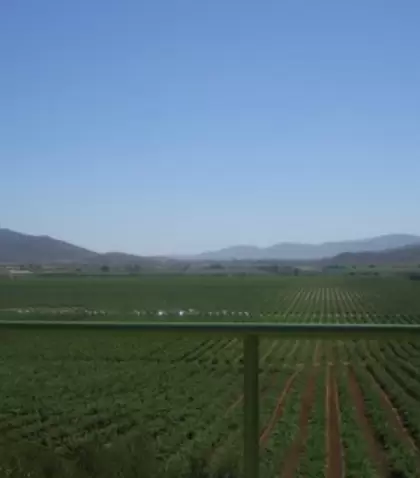El Valle de Guadalupe es el coraz�n vitivin�cola de M�xico.