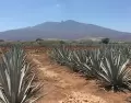 Tequila est� rodeado de campos de agave Patrimonio de la Humanidad.
