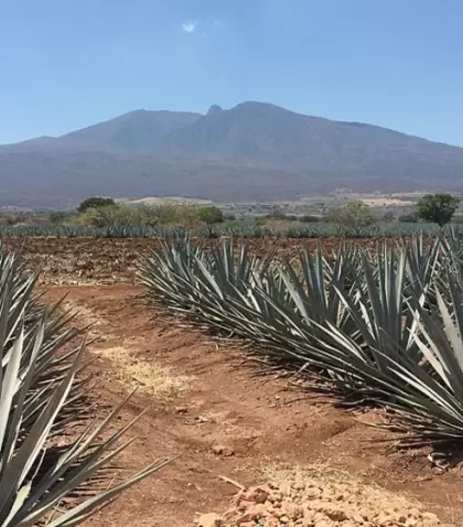 Tequila est� rodeado de campos de agave Patrimonio de la Humanidad.