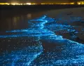 Cuando el Pac�fico se enciende, las aguas de Oaxaca brillan de noche, ofreciendo un espect�culo natural que parece sacado de otro mundo.
