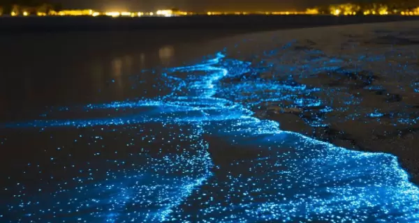 La Laguna de Manialtepec es uno de los mejores lugares para ver bioluminiscencia en M�xico.