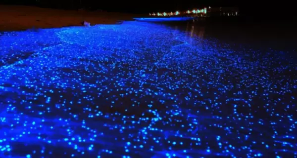Destellos de bioluminiscencia iluminan el agua en la laguna de Manialtepec, cerca de Puerto Escondido.