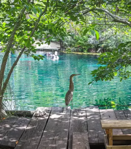 Cenote Carwash: un destino amplio, con agua tranquila y rodeado de vegetaci�n.