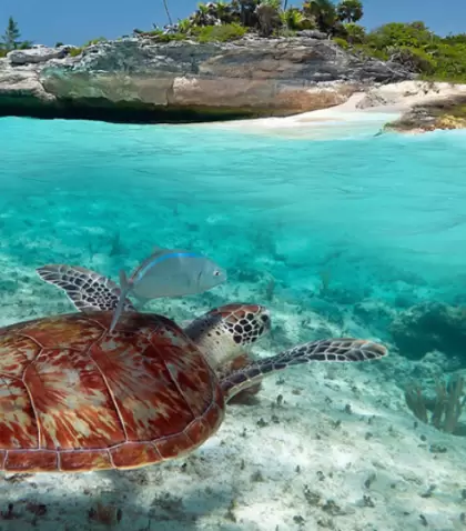 Nadar junto a tortugas en Akumal es vivir la magia del Caribe mexicano.
