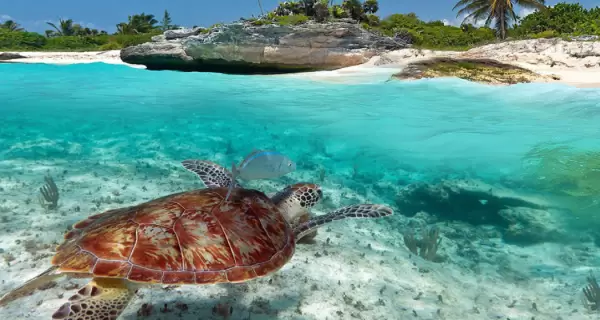 Nadar junto a tortugas en Akumal es vivir la magia del Caribe mexicano.