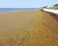 El sargazo puede marcar parte del paisaje en playas de la Riviera Maya durante la temporada de mayor acumulaci�n.