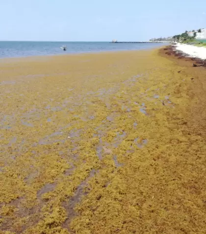 El sargazo puede marcar parte del paisaje en playas de la Riviera Maya durante la temporada de mayor acumulaci�n.