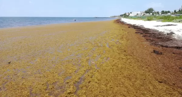 El sargazo puede marcar parte del paisaje en playas de la Riviera Maya durante la temporada de mayor acumulaci�n.