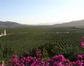 Valle de Guadalupe re�ne vi�edos, gastronom�a y paisajes que lo convierten en uno de los destinos m�s atractivos de M�xico.