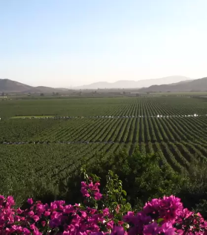 Valle de Guadalupe re�ne vi�edos, gastronom�a y paisajes que lo convierten en uno de los destinos m�s atractivos de M�xico.
