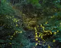 La temporada de luci�rnagas en Tlaxcala transforma los bosques en un espect�culo natural que atrae visitantes cada a�o.