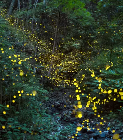 La temporada de luci�rnagas en Tlaxcala transforma los bosques en un espect�culo natural que atrae visitantes cada a�o.