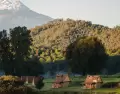 El Santuario de las Luci�rnagas en Nanacamilpa ofrece una experiencia �nica entre bosques iluminados por miles de destellos naturales.
