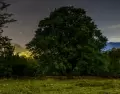 Nanacamilpa, en Tlaxcala, resguarda bosques que cada temporada se convierten en un escenario m�gico iluminado por luci�rnagas.