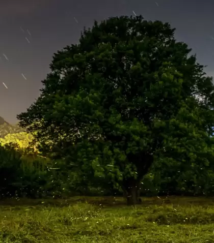 Nanacamilpa, en Tlaxcala, resguarda bosques que cada temporada se convierten en un escenario m�gico iluminado por luci�rnagas.