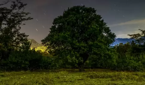 Nanacamilpa, en Tlaxcala, resguarda bosques que cada temporada se convierten en un escenario m�gico iluminado por luci�rnagas.