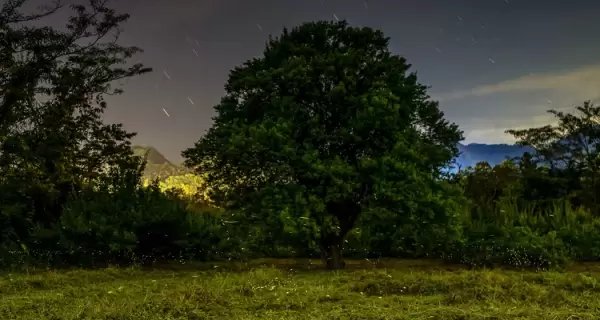 Nanacamilpa, en Tlaxcala, resguarda bosques que cada temporada se convierten en un escenario m�gico iluminado por luci�rnagas.